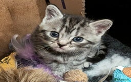 British Shorthair cats for sale: GCCF British Shorthair Silver Tabby Kittens - Image 4