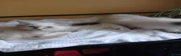 Ragdoll cats for sale: Beautiful brother and sister Ragdoll kittens - Advert 7