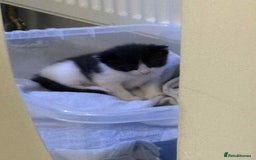 British Shorthair cats for sale: 2 kittens for sale  - Image 20