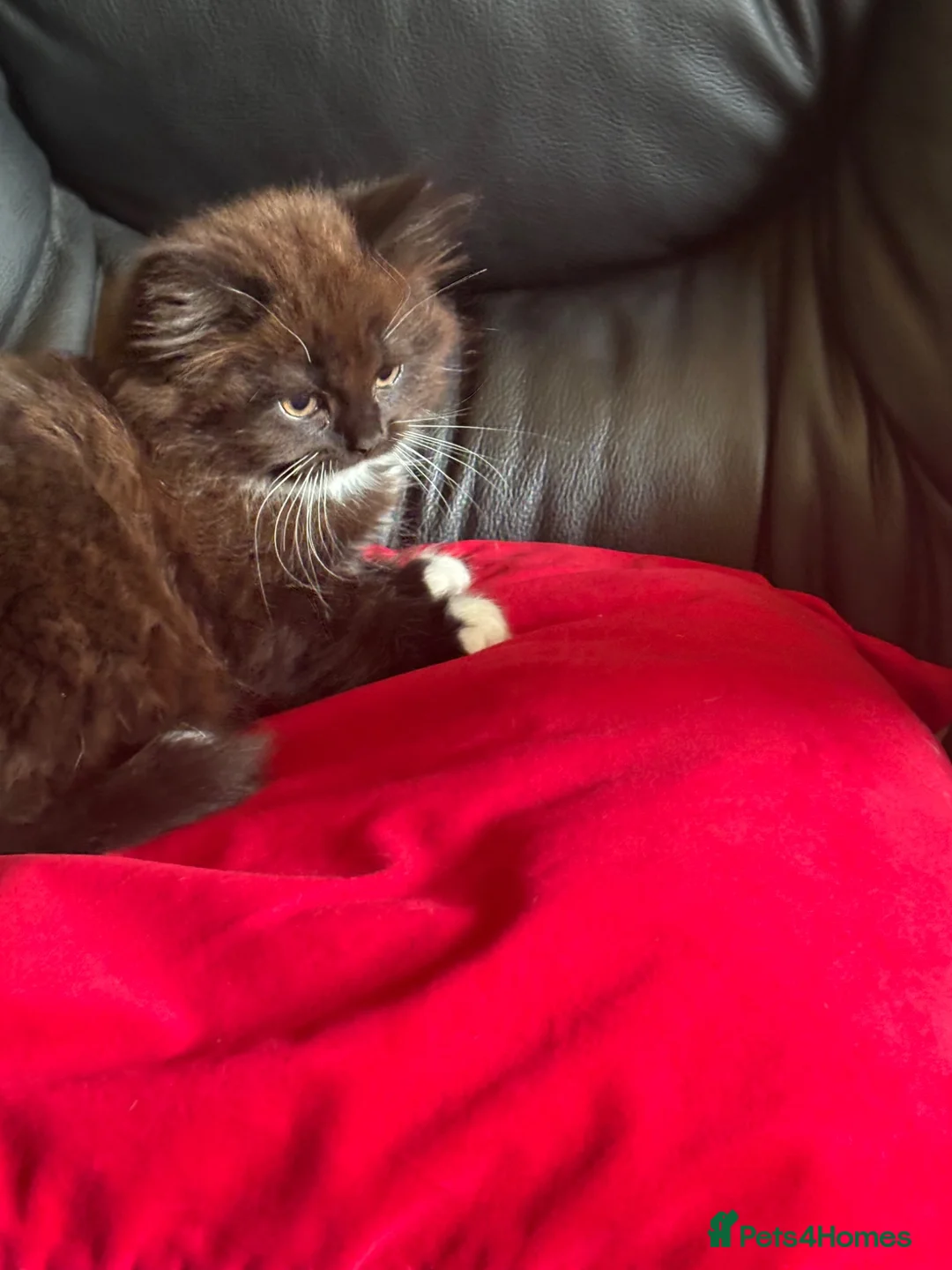 British Shorthair cats for sale: British shorthair kittens  in Warrington - Advert 2