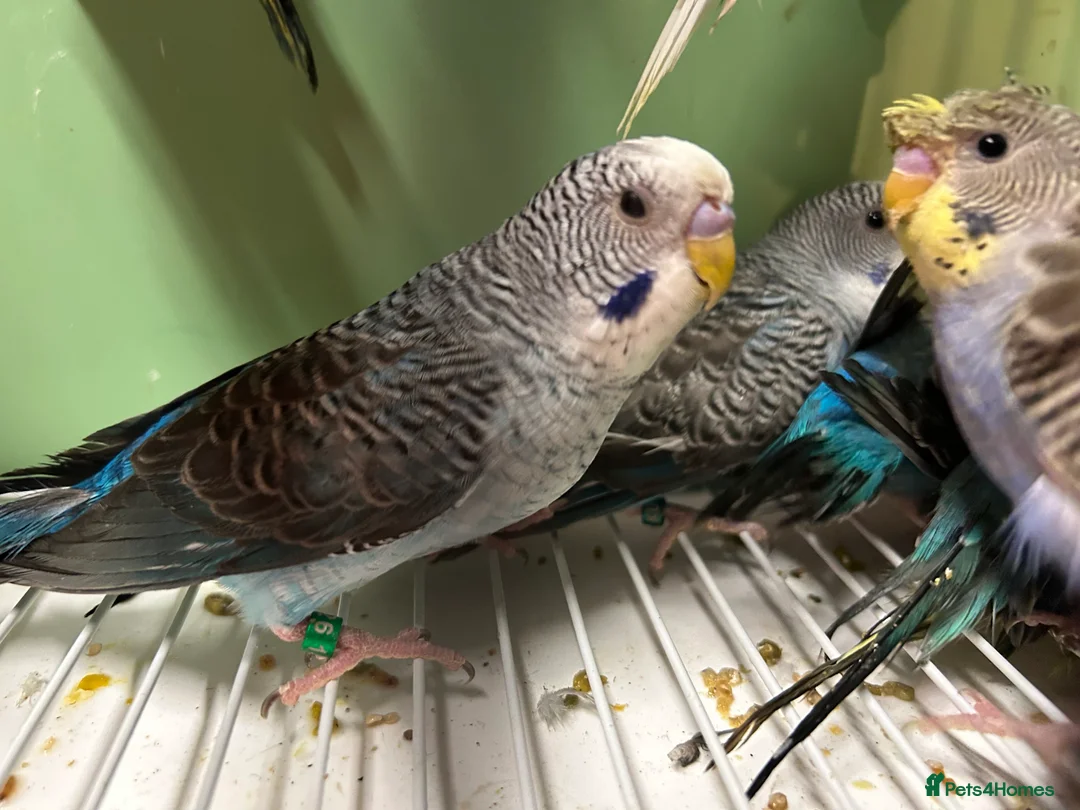 Budgerigars birds for sale: Black face and black wing budgies - Advert 7