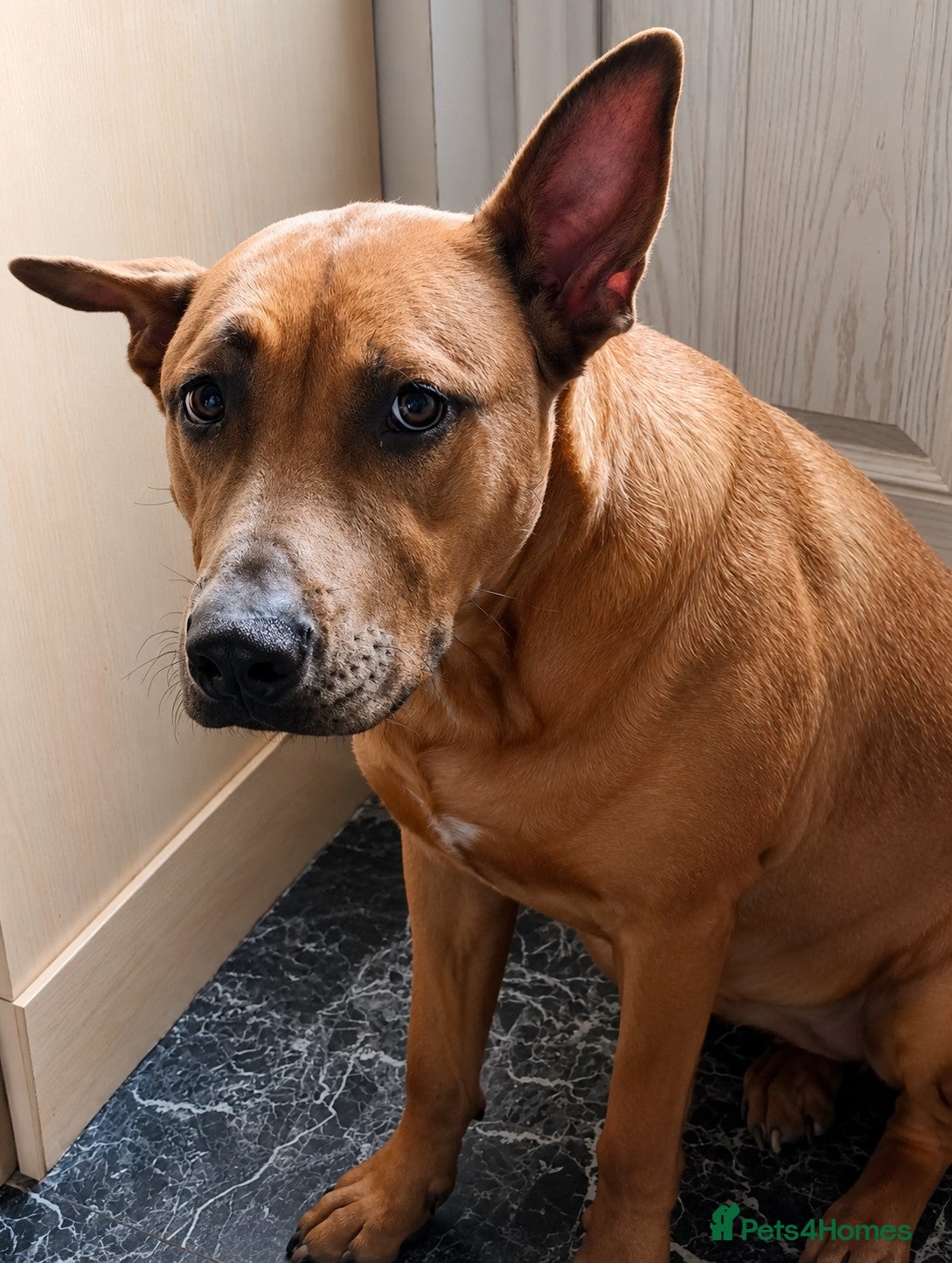 Mixed Breed dogs 🧡RUBY – Young Girl Desperately Needing a Chance🧡 - Advert 2