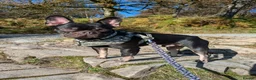 French Bulldog dogs for sale: Pedigree Black & Tan French Bulldog – 4 Years Old in Leek - Advert 13