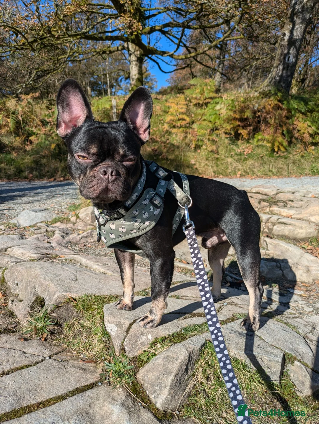 French Bulldog dogs for sale: Pedigree Black & Tan French Bulldog – 4 Years Old in Leek - Advert 13