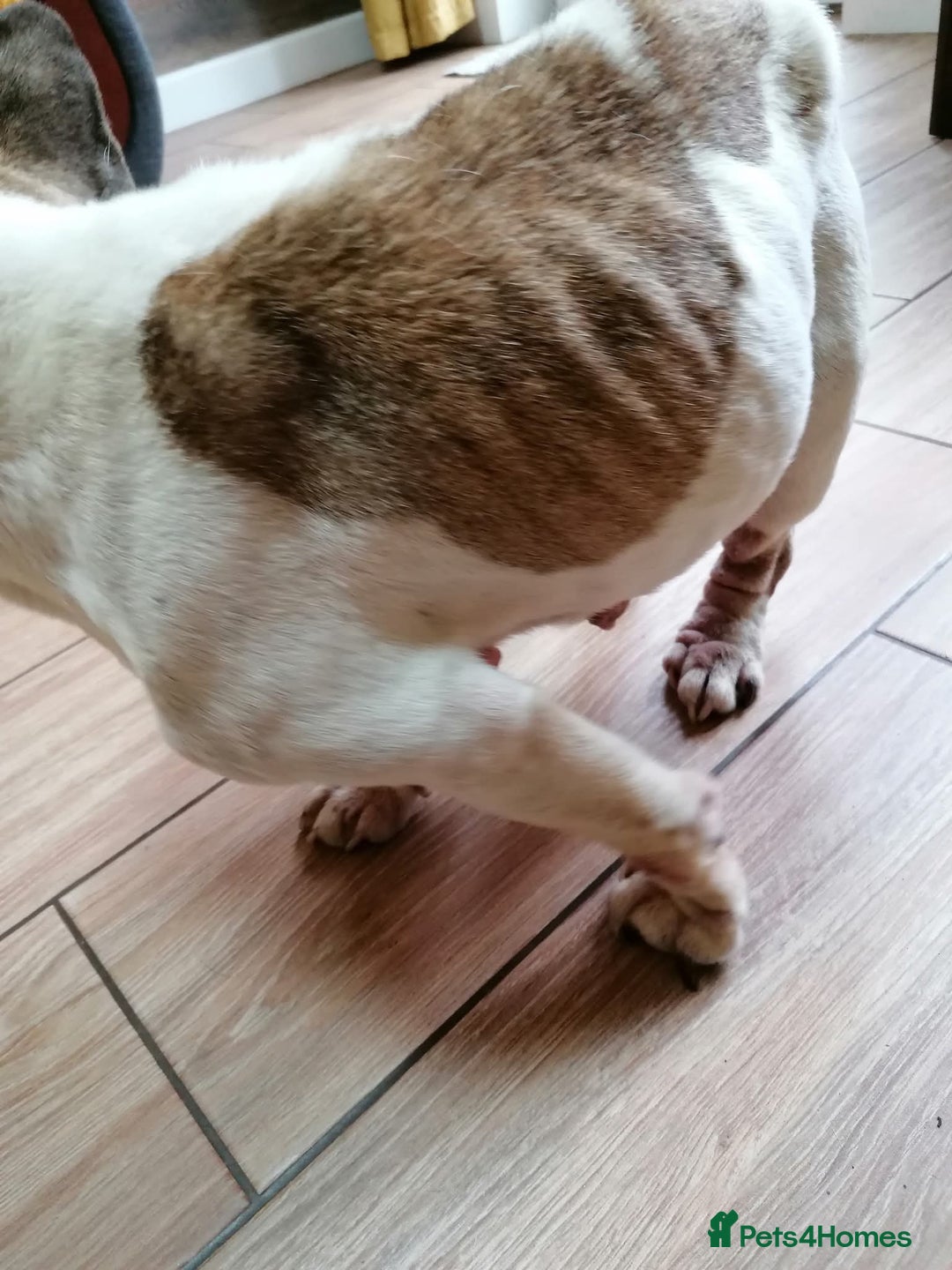 Mixed Breed dogs for adoption: 💖ELVA -a Sweet Frenchie Rescued From Starvation💖 - Advert 12