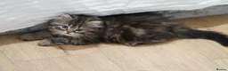 Persian cats for sale: Kitten for sale  in London - Advert 6