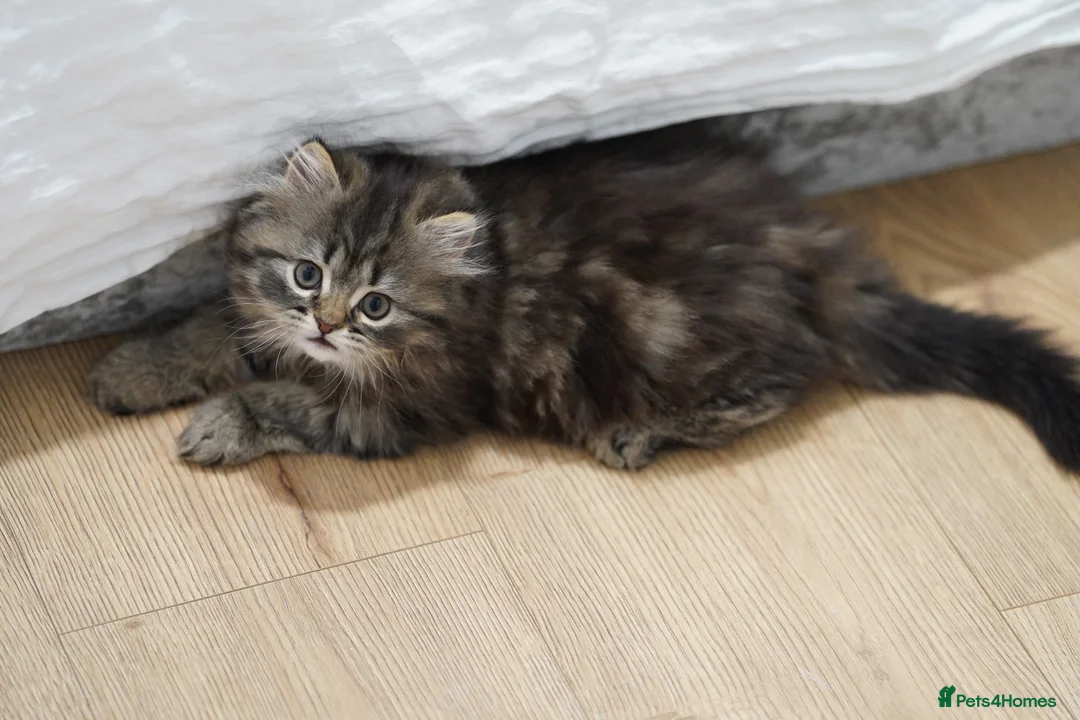 Persian cats for sale: Kitten for sale  in London - Advert 6