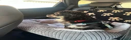 Mixed Breed dogs for adoption: RICKY - FOR ADOPTION  in Caernarfon - Advert 7