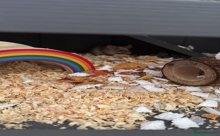 Mouse rodents - Advert 1