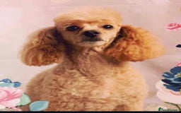 Toy Poodle dogs for sale: 3x Toy Poodle Pups - Image 3