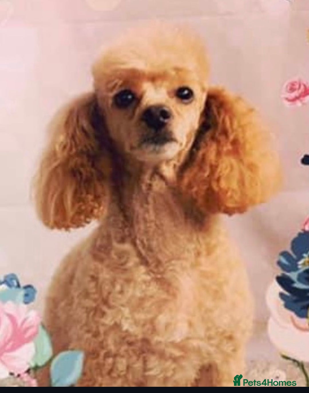 Toy Poodle dogs for sale: 3x Toy Poodle Pups - Image 3