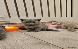 Scottish Fold cats for sale: 🐱British Shorthair x Scottish Fold Kittens🐱 - Advert 2