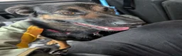 Mixed Breed dogs for sale: KitKat  in Bolton - Advert 1