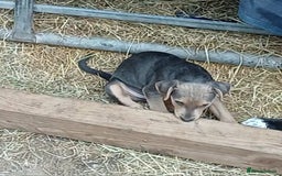 Jack Russell dogs for sale: Adorable Markiejack puppies - Image 10