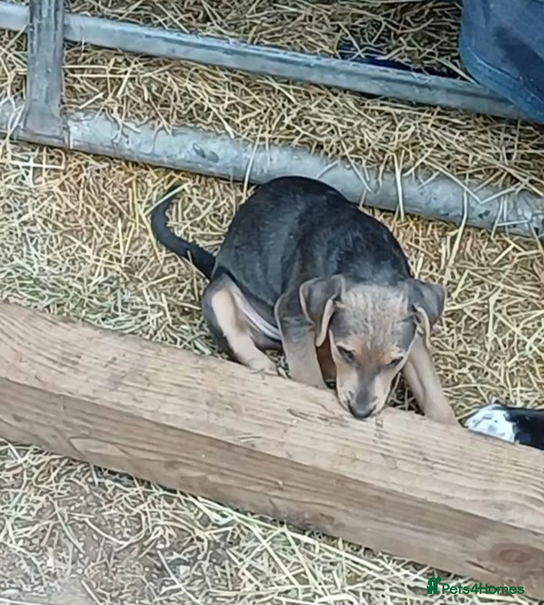 Jack Russell dogs for sale: Adorable Markiejack puppies - Image 10