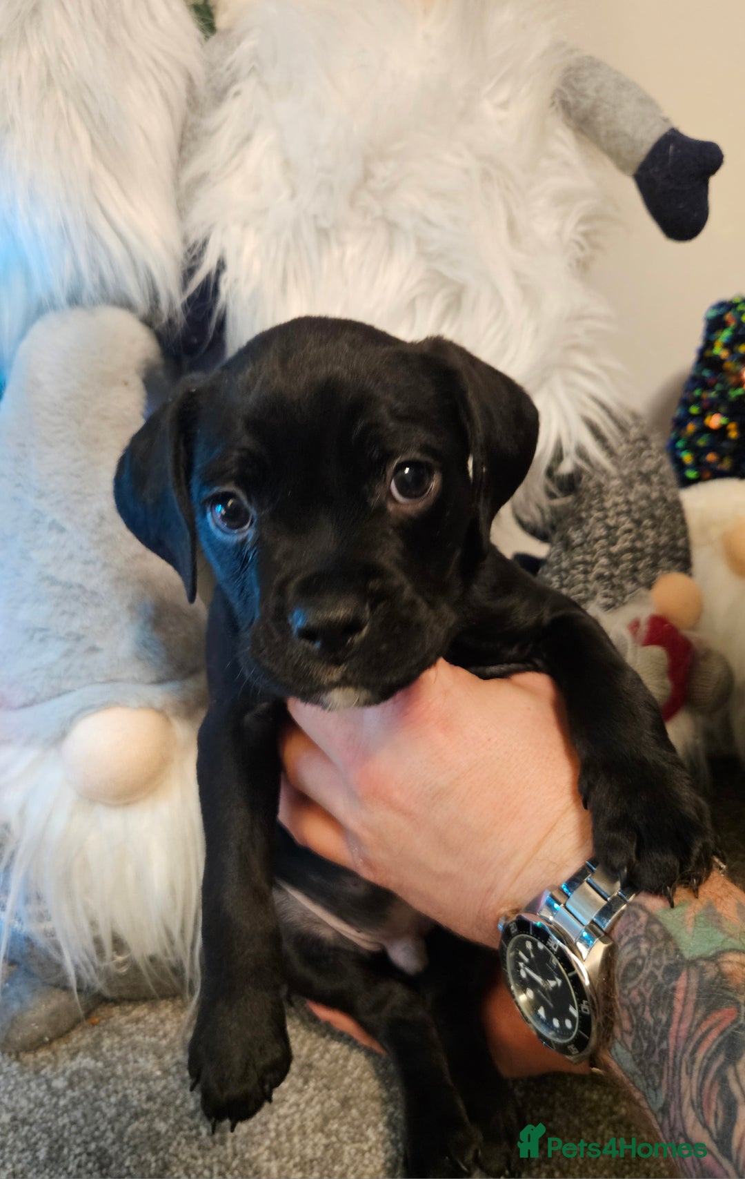 Mixed Breed dogs for sale: Staffy/English Bulldog puppies - Advert 2