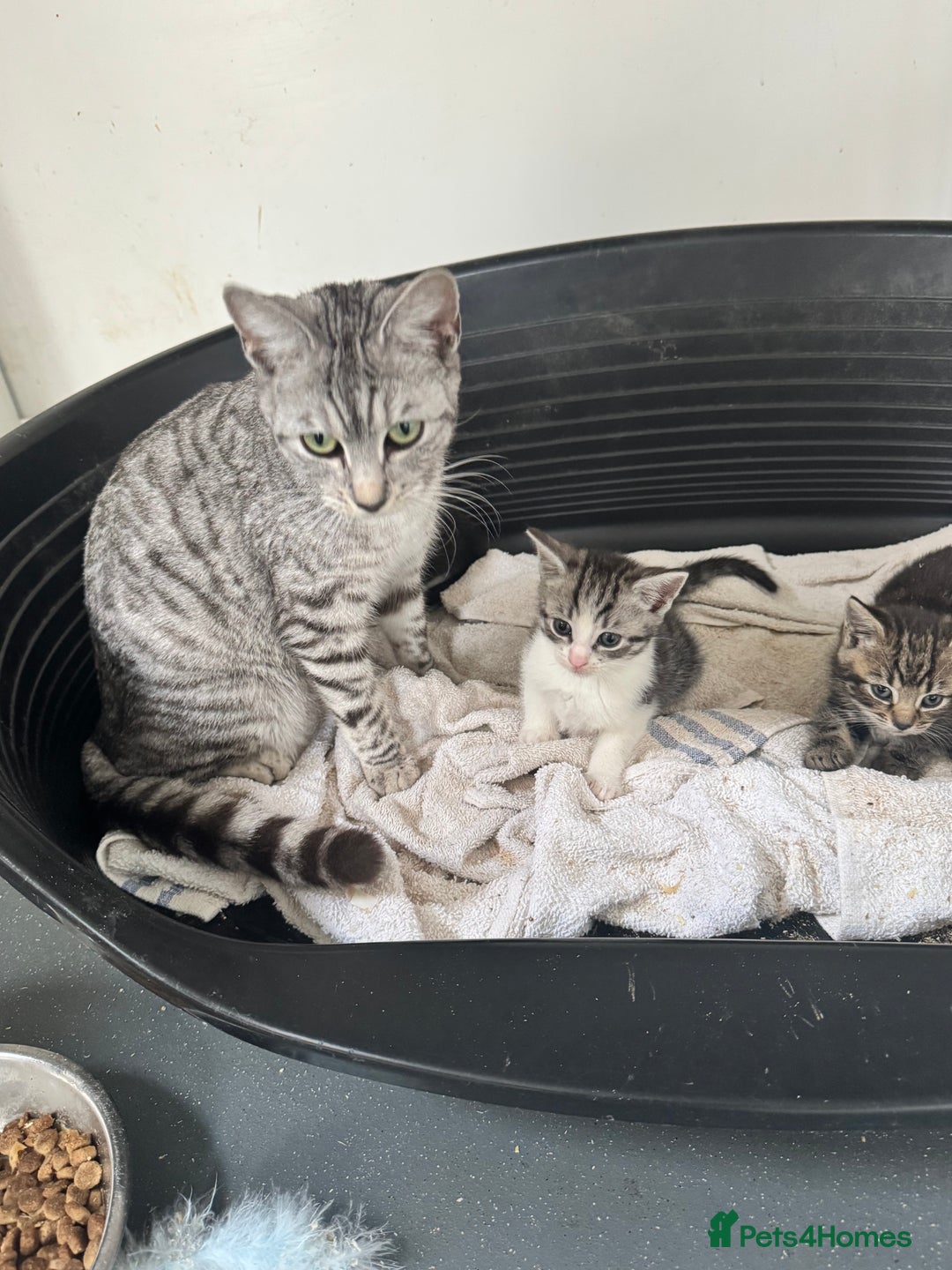 Mixed Breed cats for sale: 4 cute kittens  - Advert 12