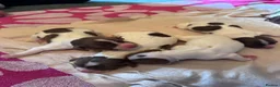 English Springer Spaniel dogs for sale: Beautiful Liver & White Springer Spaniel Puppies - Advert 6