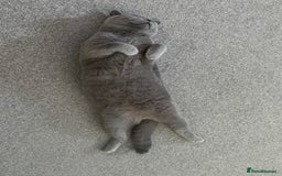 British Shorthair cats for sale: British Blue Shorthair  - Image 7