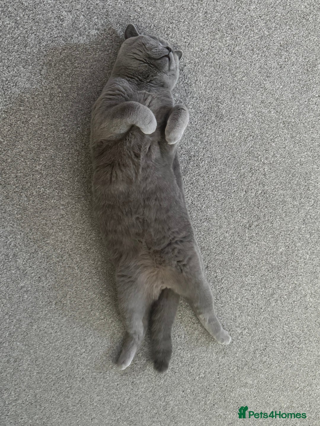 British Shorthair cats for sale: British Blue Shorthair  - Image 7