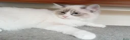 Ragdoll cats for sale: 2 Bio female ragdoll kittens ready now. - Advert 6