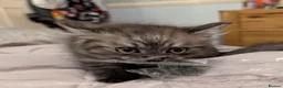 Siberian cats for sale: Smoke Siberian x Ragdoll kitten. Male. - Advert 3