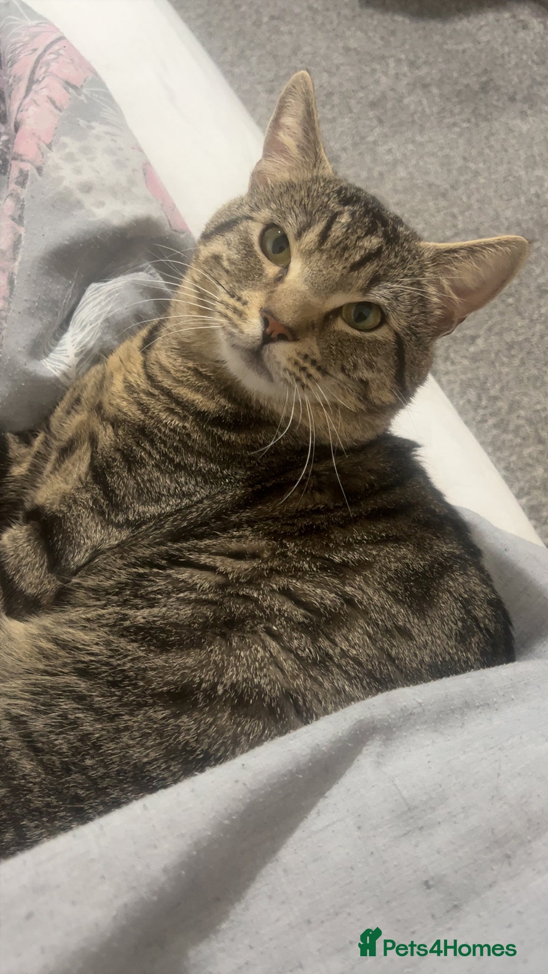 Domestic Shorthair cats for sale: MALE FOR FREE - Advert 1