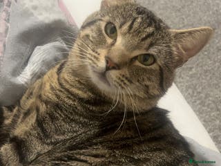 Domestic Shorthair cats MALE FOR FREE - Advert 3