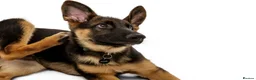 German Shepherd dogs for sale: GSD 5 month old  in Mansfield - Advert 5
