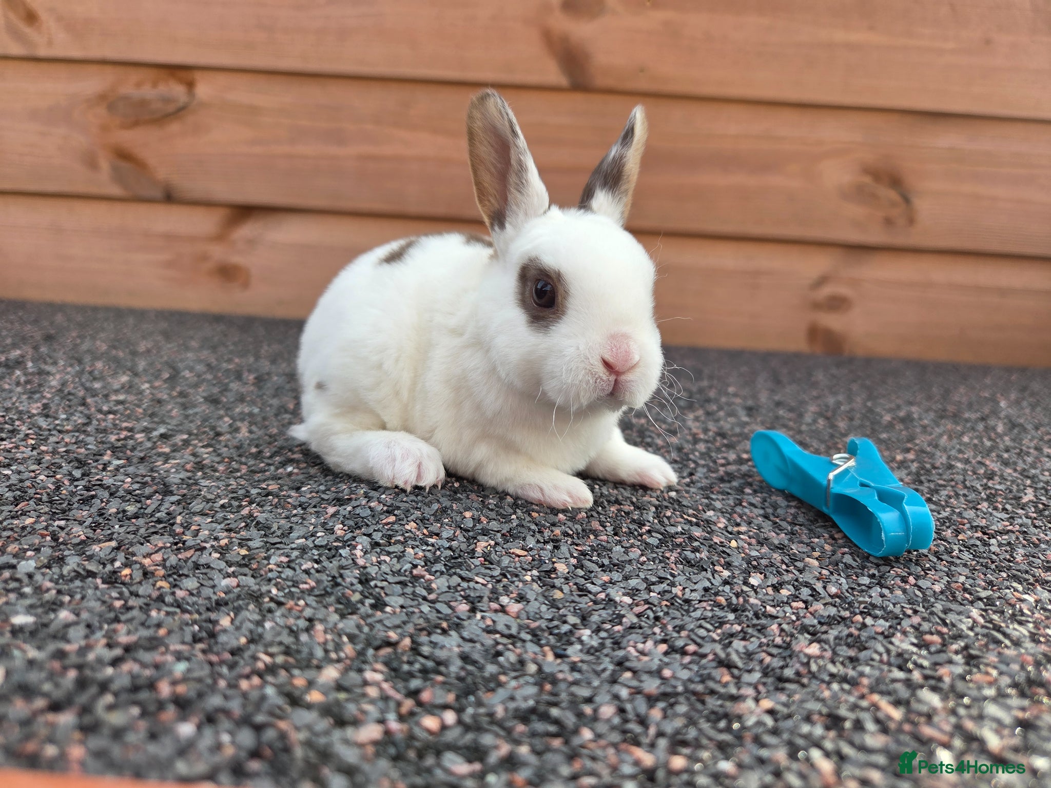 Rex rabbits Cute litter of Mini Rex baby bunnies - Advert 4