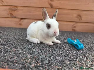 Rex rabbits Cute litter of Mini Rex baby bunnies - Advert 4