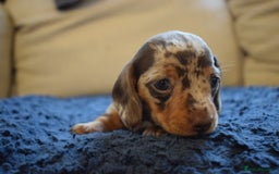 Miniature Dachshund dogs for sale: miniature dachshund puppies ready to reserve 🤍 - Image 18