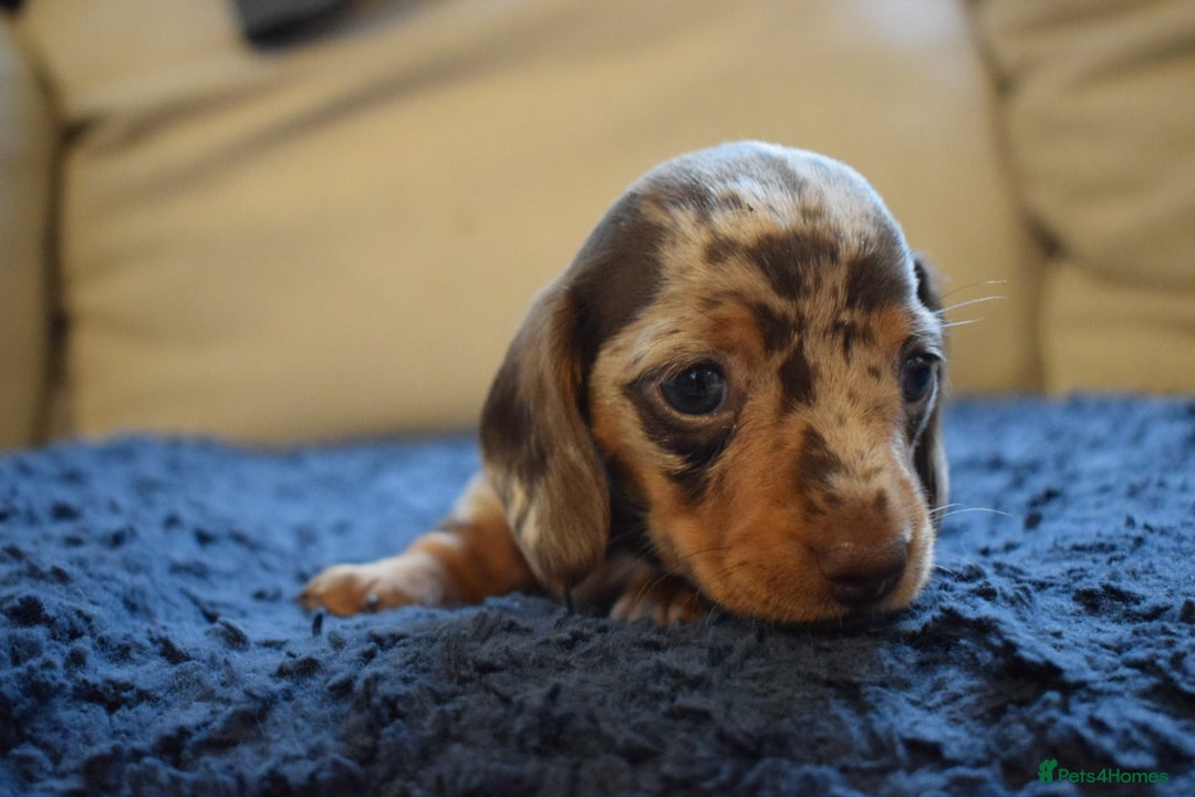 Miniature Dachshund dogs for sale: miniature dachshund puppies ready to reserve 🤍 - Image 18