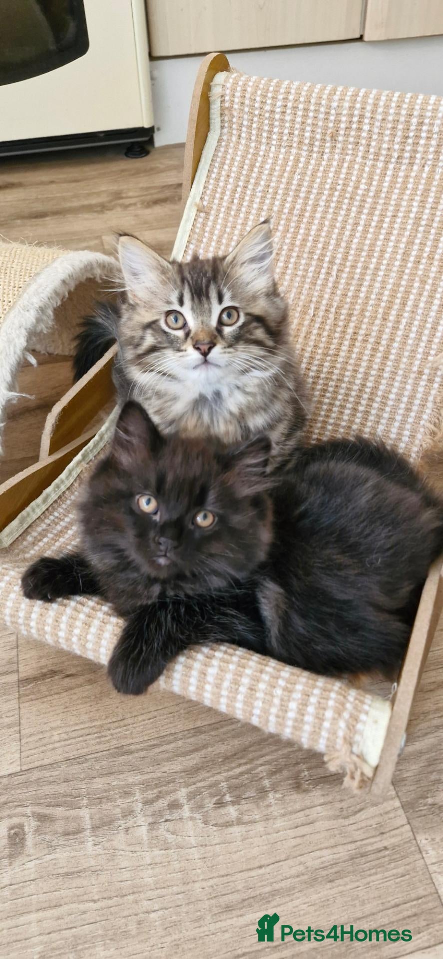 Mixed Breed cats Ragdoll mix kittens, ready to leave now  - Advert 1