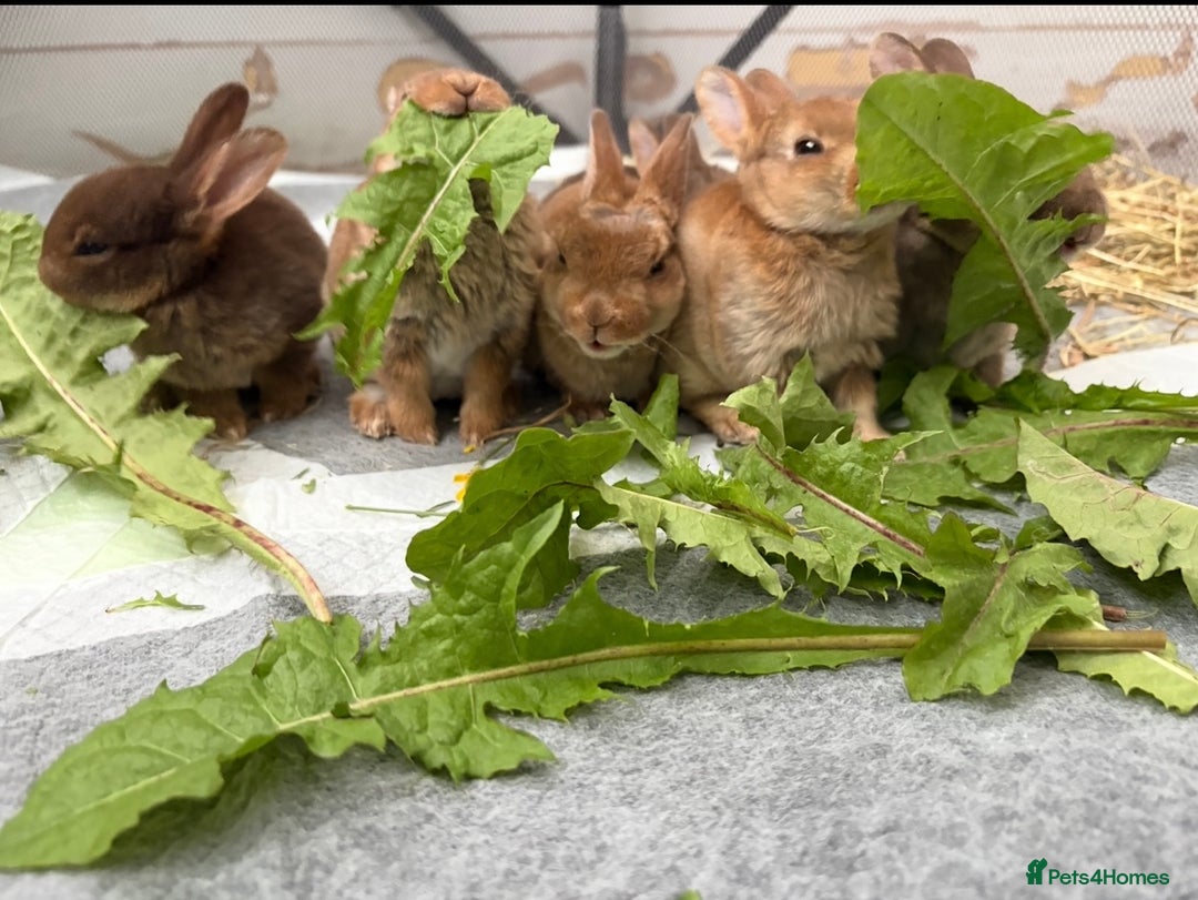 Rex rabbits for sale: Rex rabbits for sale - Image 8