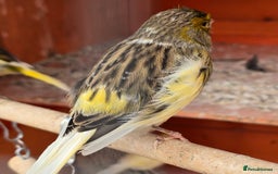Canaries birds for sale: 8 canaries male and female and some baby  - Image 8