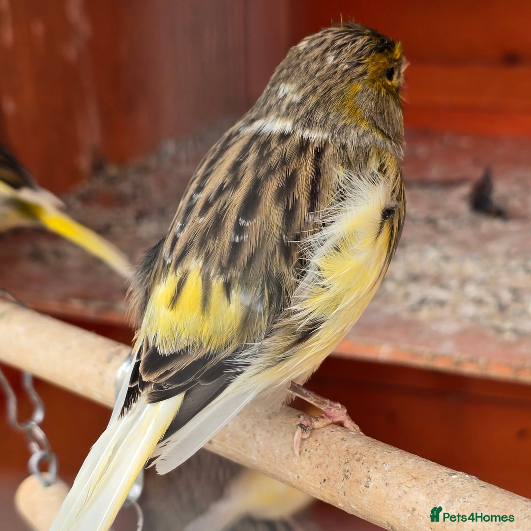 Canaries birds for sale: 8 canaries male and female and some baby  - Image 8