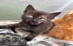 Ragdoll cats for sale: Gorgeous ragdoll cross kittens  - Image 4