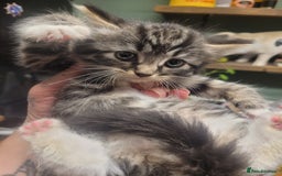 British Longhair cats for sale: Kittens  - Image 14