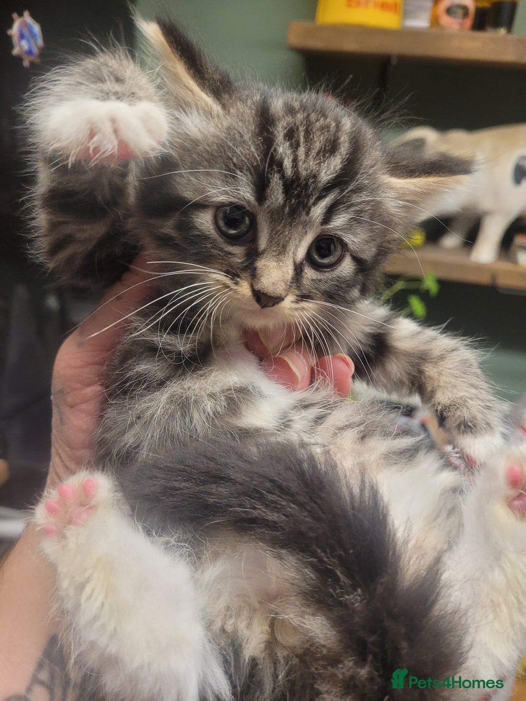 British Longhair cats for sale: Kittens  - Image 14