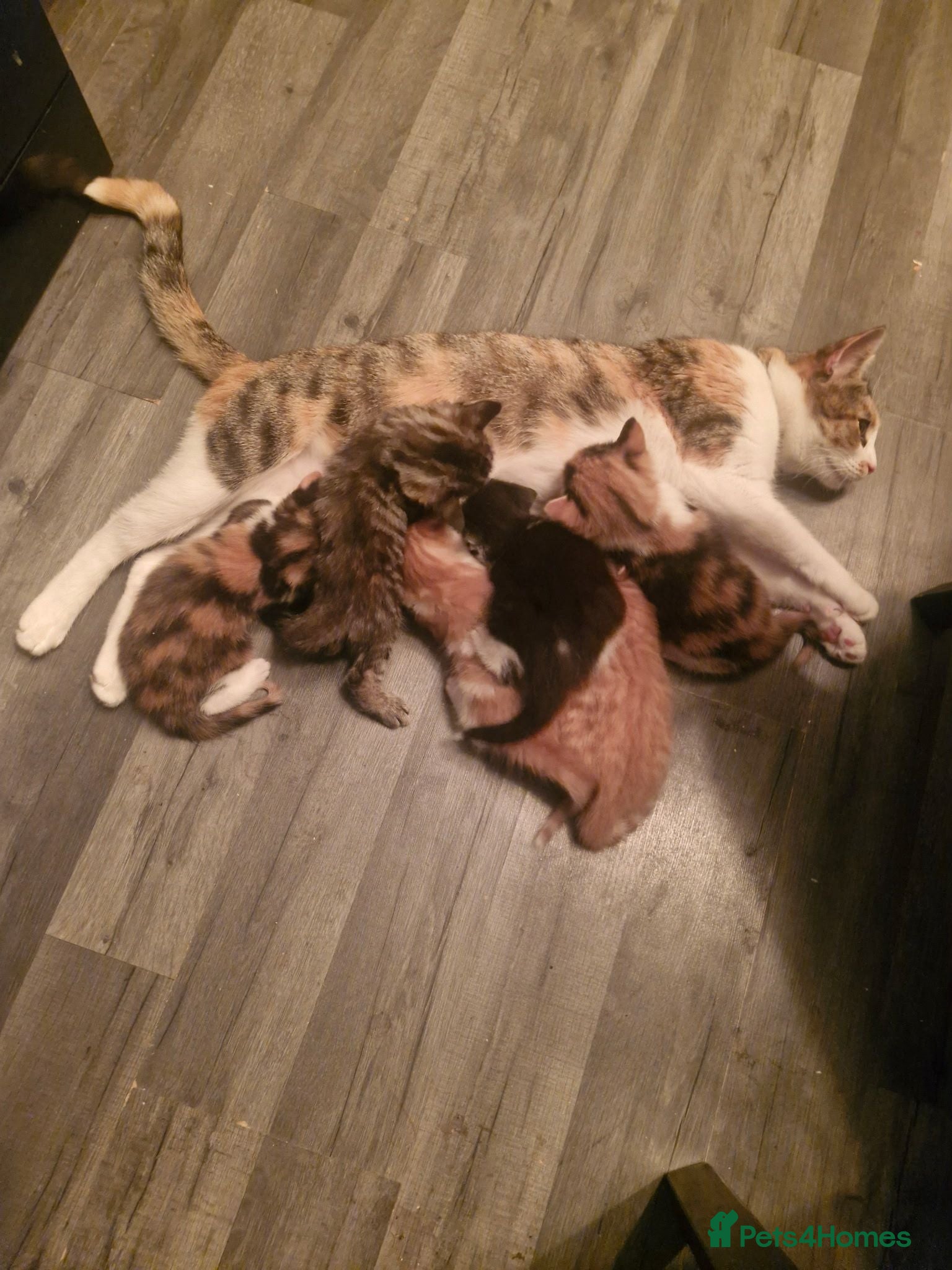 Mixed Breed cats Beautiful kittens ready soon - Advert 1