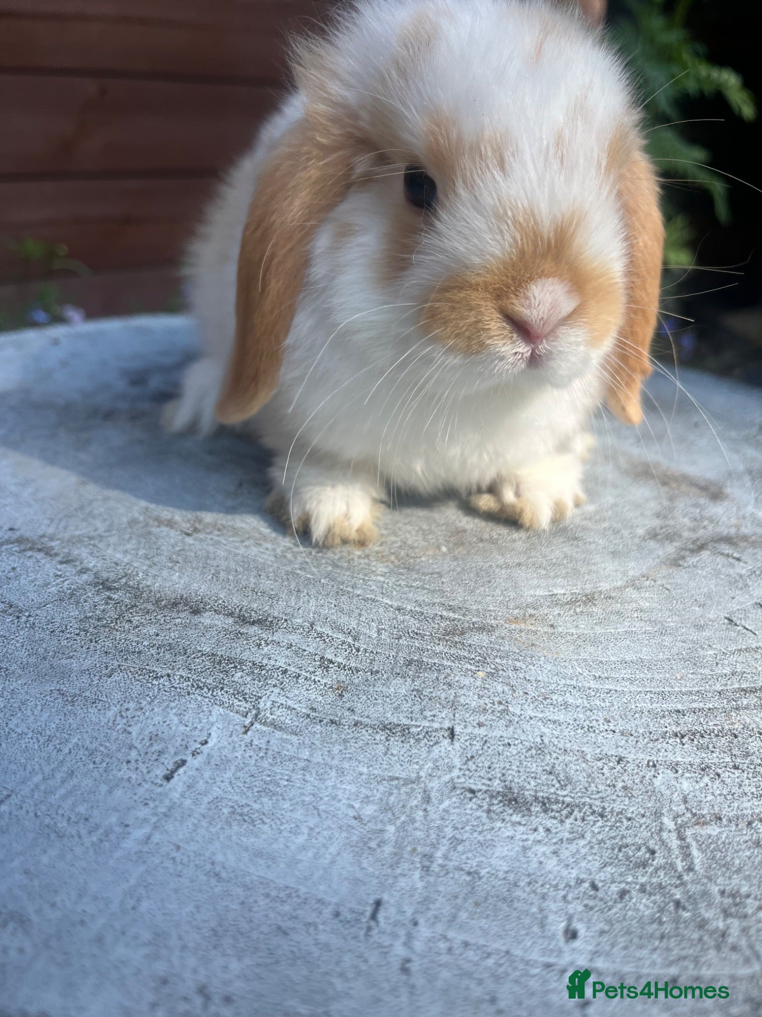 Mini Lop rabbits Gorgeous mini lops ready to go 27th June  - Advert 17