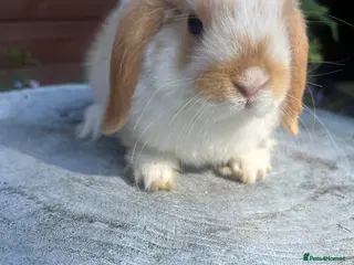 Mini Lop rabbits Gorgeous mini lops ready to go 27th June - Advert 1