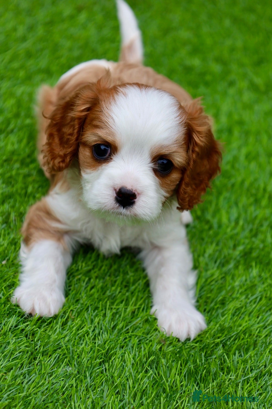 Cavalier King Charles Spaniel dogs Cavalier Boy Available - Advert 3