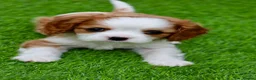 Cavalier King Charles Spaniel dogs for sale: Cavalier Boy Available - Advert 1
