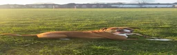 Boxer dogs for sale: Beautiful Boxer Babies.  - Advert 5