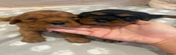 Cavalier King Charles Spaniel dogs for sale: Beautiful extensively health tested pure cavaliers - Advert 12