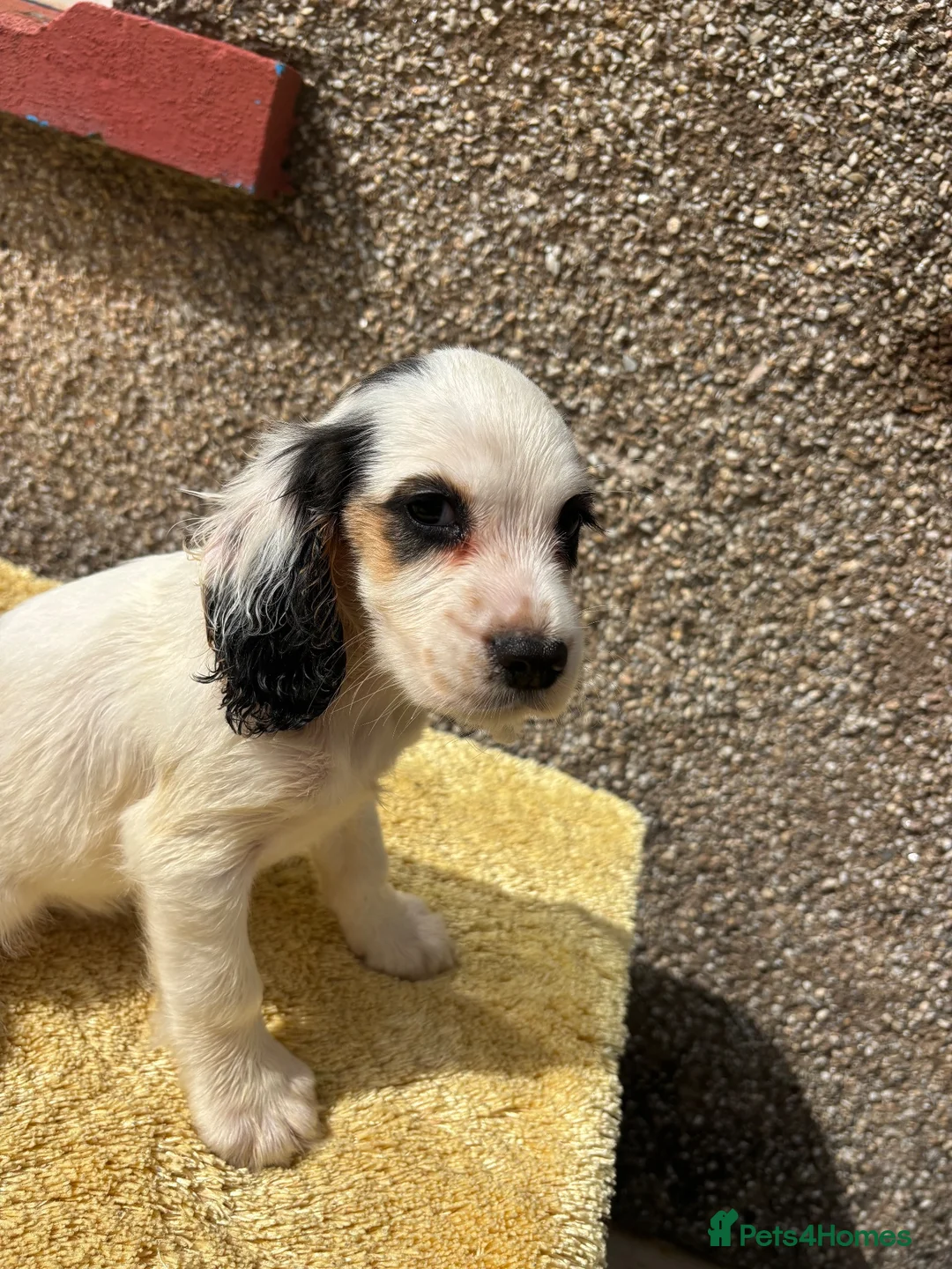 Cocker Spaniel dogs for sale: Working cocker spaniel puppies  - Advert 2