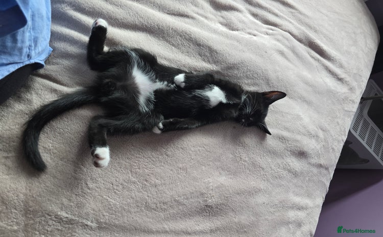 Domestic Shorthair cats - Advert 1