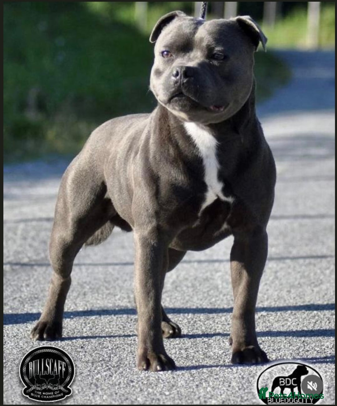 Staffordshire Bull Terrier dogs for sale: Blue Staffordshire Bull Terrier KC Registered  - Advert 19